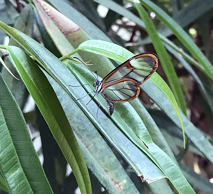 Costa Rican clearwing