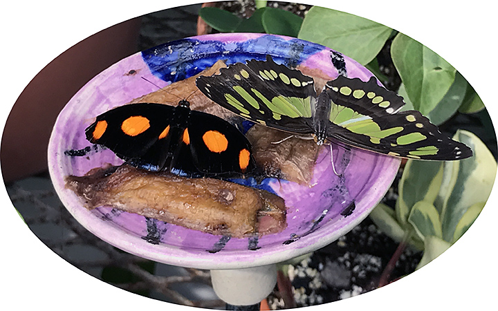 DG03242017ovalbananas