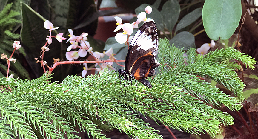 DG03242017pinkflowers