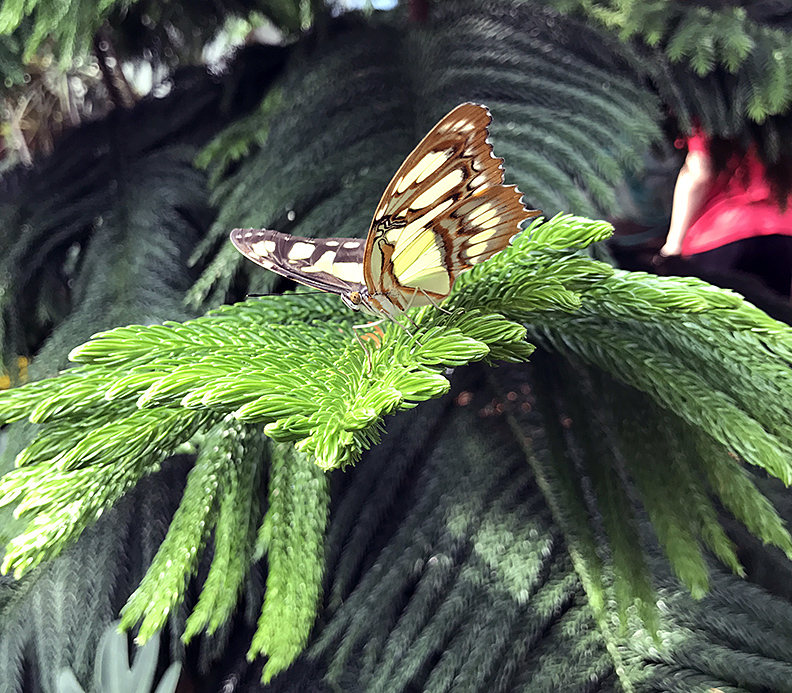 DG03242017treebranch