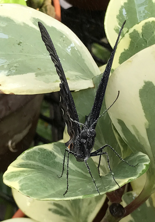 DG03242017wetbutterfly