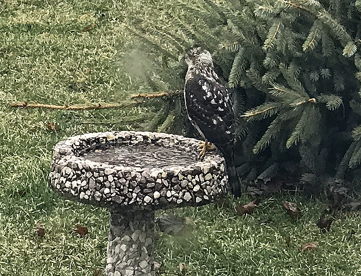 Our semi-resident hawk