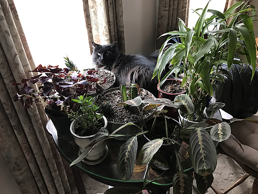 My cat Daryl on a table of plants by the window
