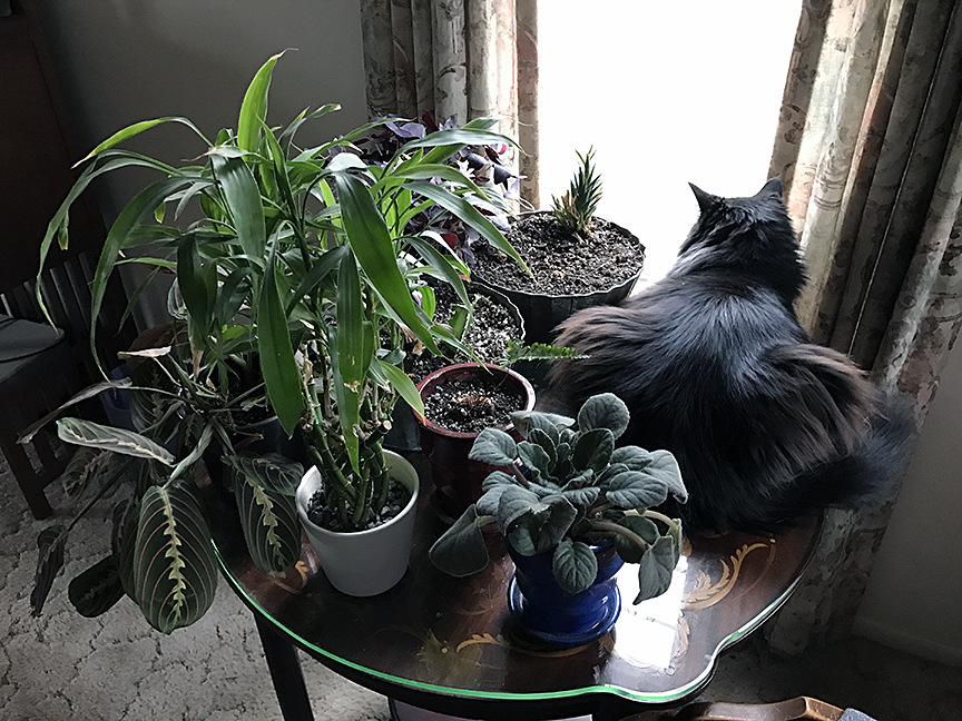 My cat Daryl on a table of plants, looking out the window
