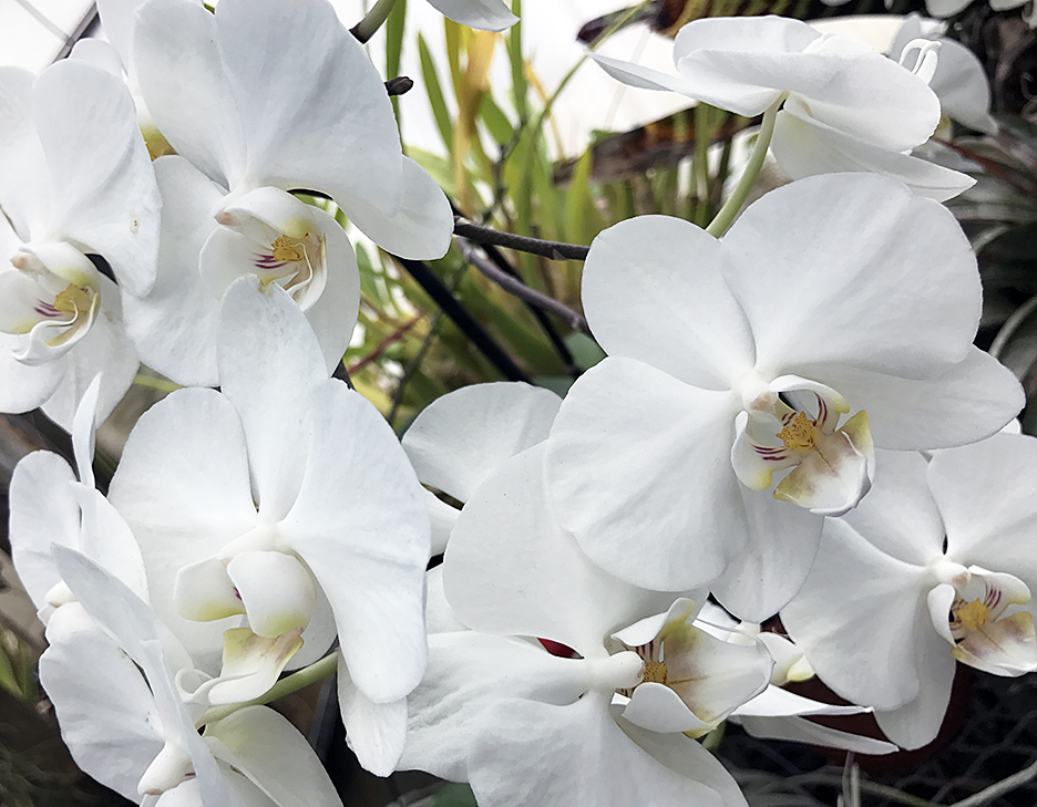 White orchids