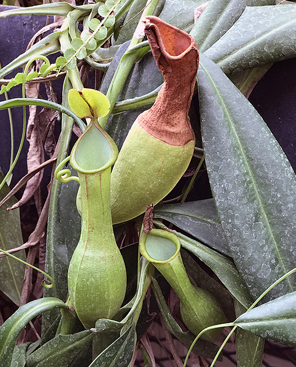 Plant Pic, 04042017&nbsp;edition