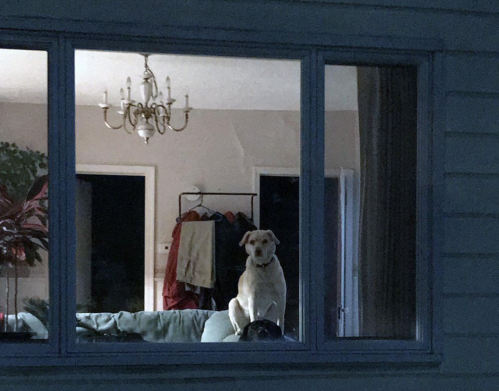 My dogs standing watch at the window