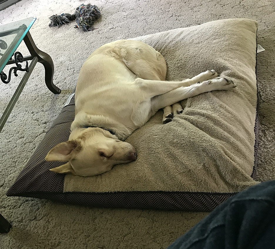 Pet Pic, 05112017&nbsp;edition