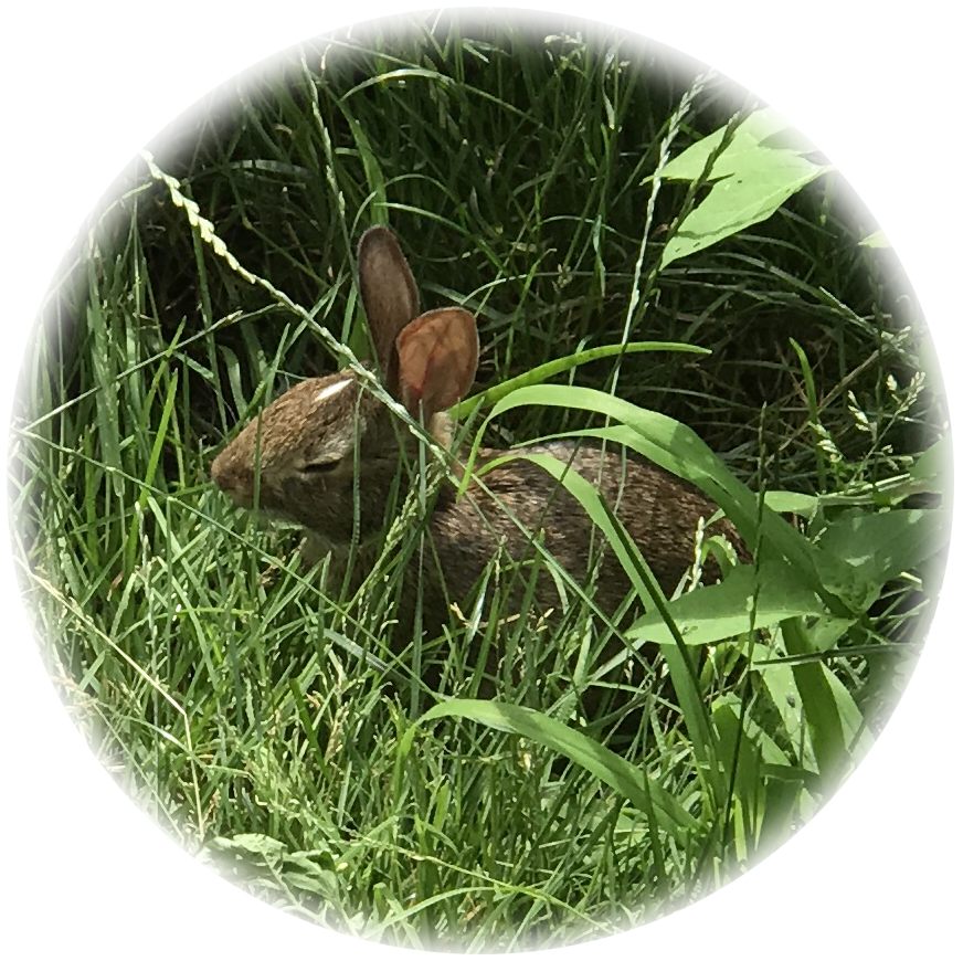 Pet Pic, Zen bunny edition