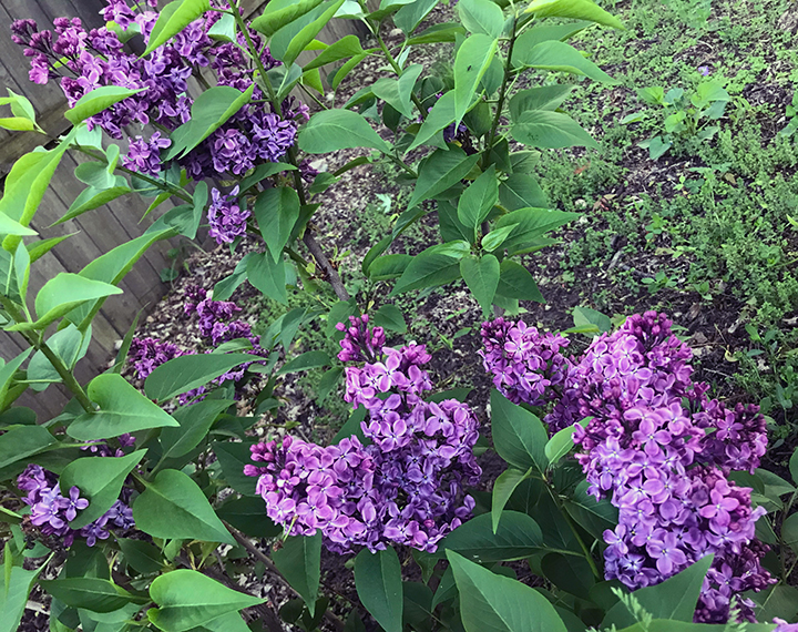 Plant Pic, 05262019 edition