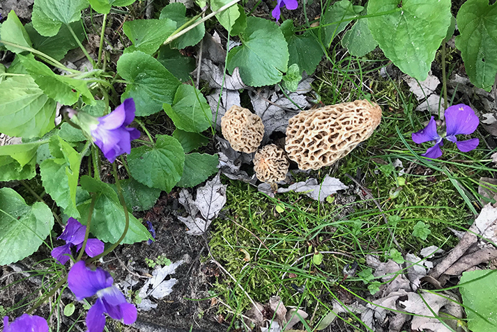 MayMorels