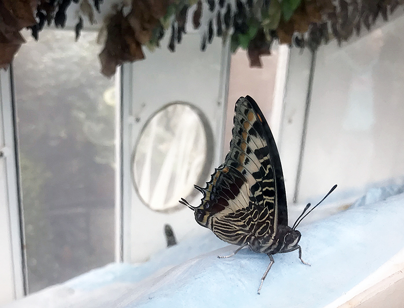 Butterfly Diary 2020, #1