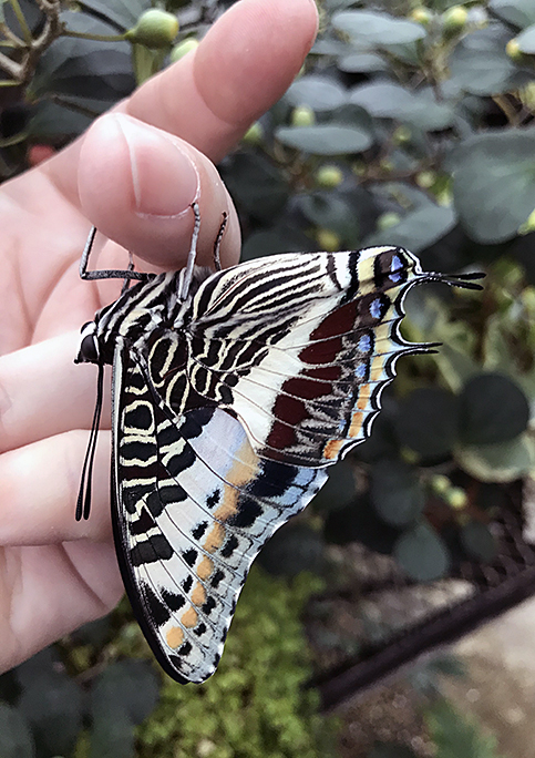 Butterfly Diary 2020, #2