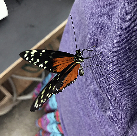 Butterfly Diary 2020, #3