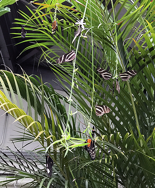 Butterflies roosting on a hanging plant