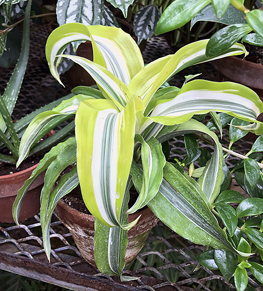 Plant Pic, 03232020&nbsp;edition