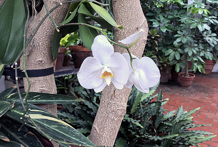 Plant Pic, 03222020 edition