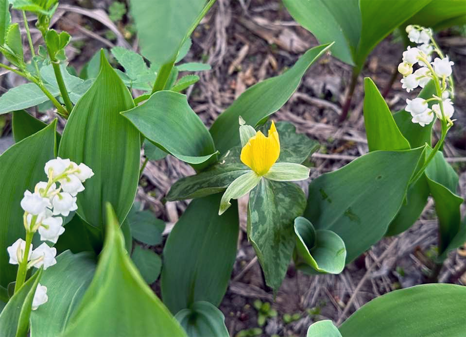 Plant Pic, 05192023&nbsp;edition