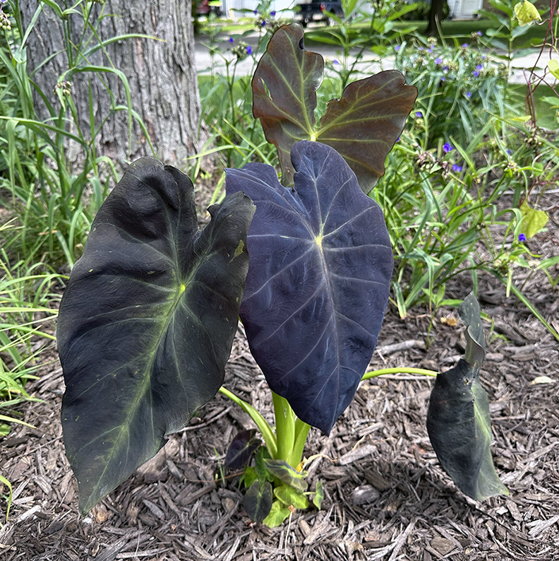 Plant Pic, 07232023&nbsp;edition