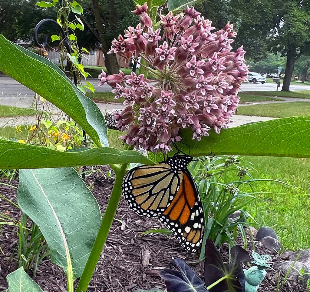 Plant Pic, 07012023&nbsp;edition