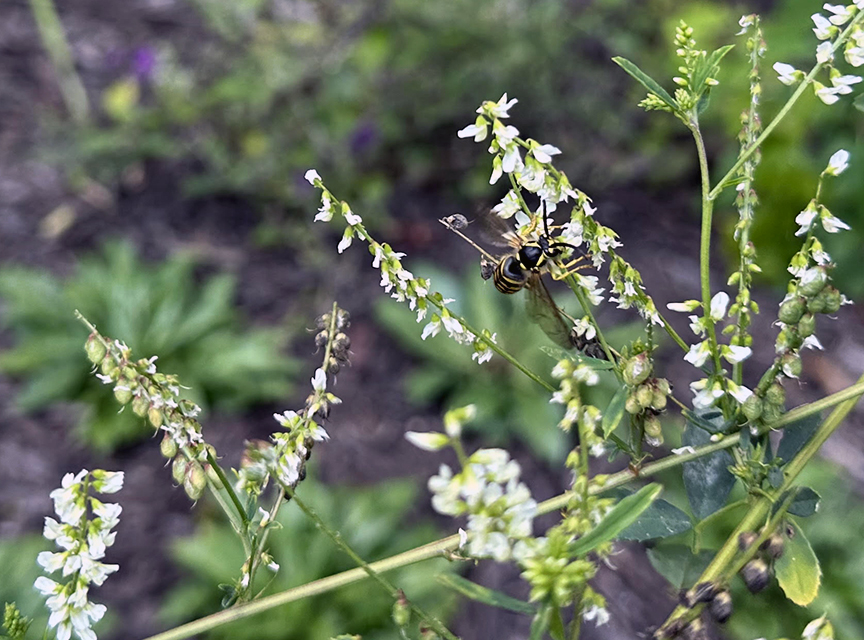 Plant Pic, 08082023 edition