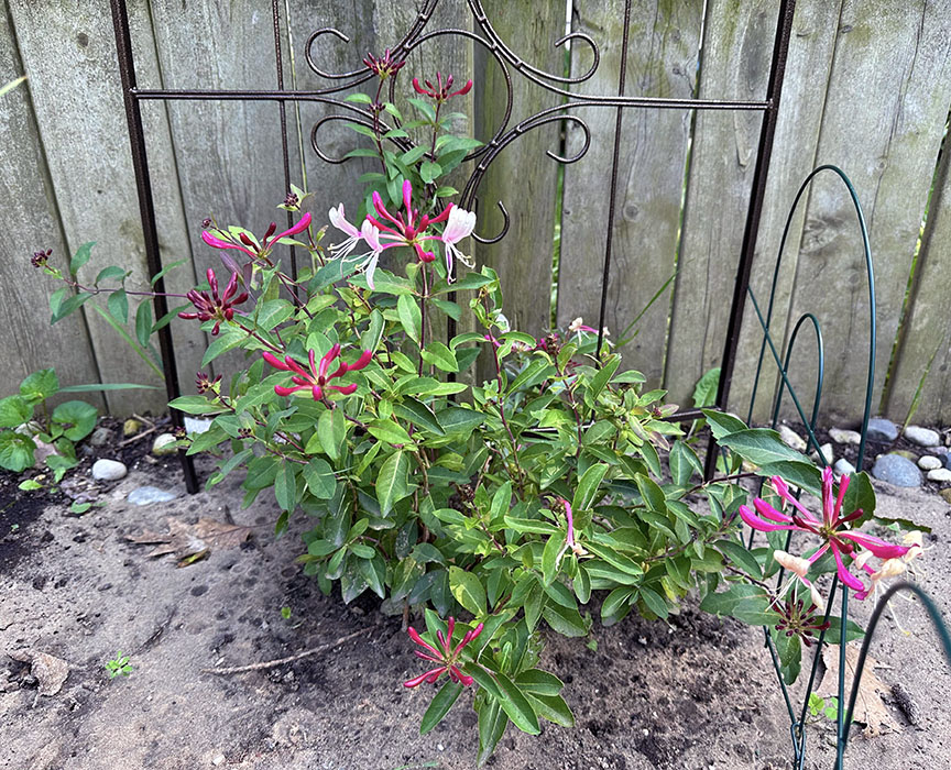 Plant Pic, 08072023&nbsp;edition