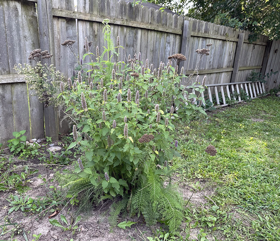 Plant Pic, 09102023&nbsp;edition