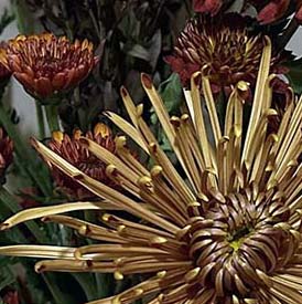 Bouquet, 11212023 edition