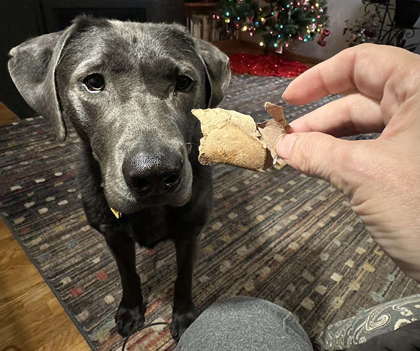 Pet Pic, 12192023&nbsp;edition