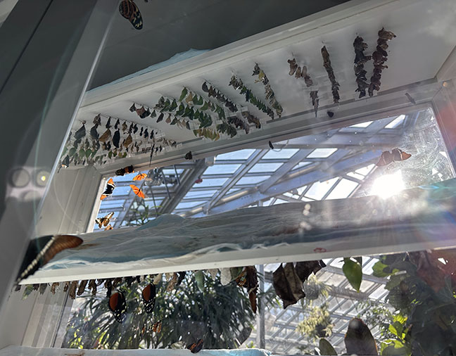 Butterfly Diary 2024, Volume&nbsp;1