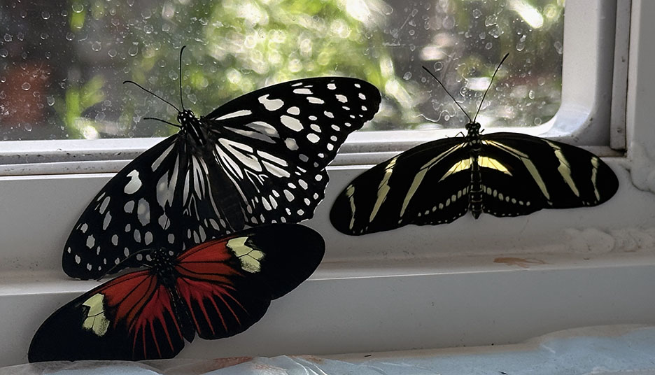 Butterfly Diary 2024, Volume&nbsp;2