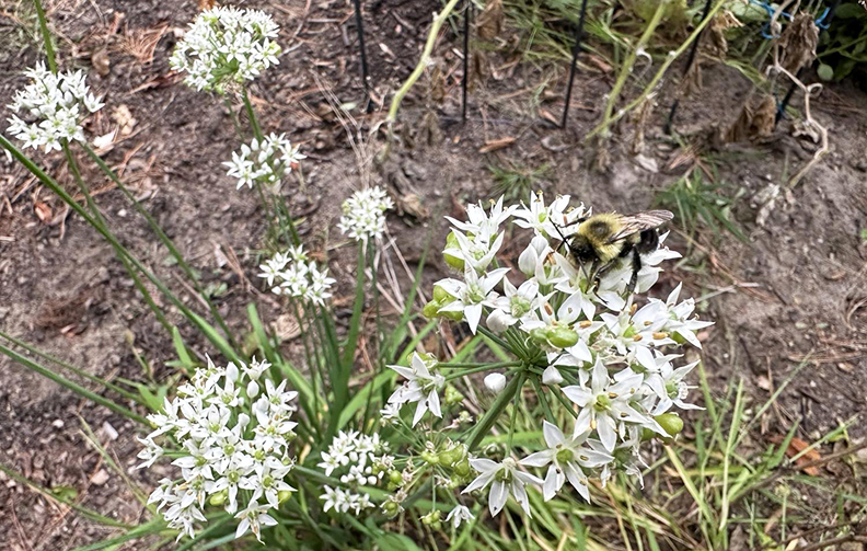 Plant Pic, 09232024&nbsp;edition