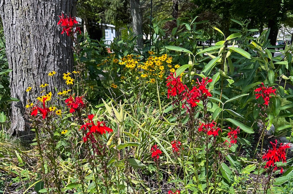 Plant Pic, 09042024&nbsp;edition