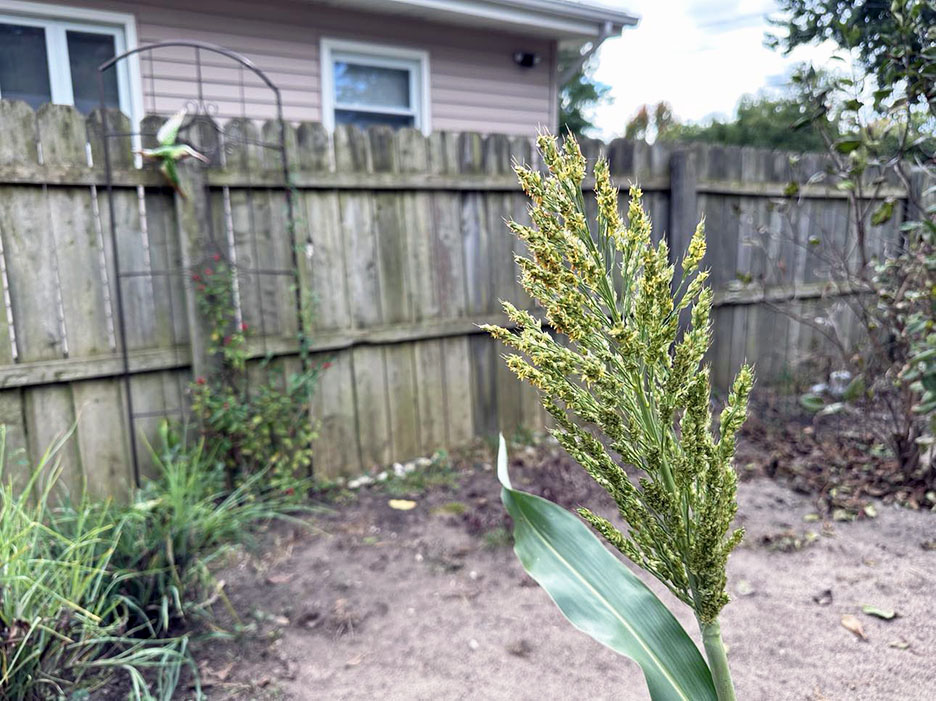 Plant Pic, 09252024&nbsp;edition