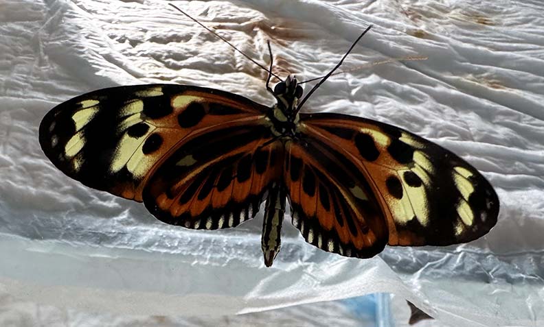 Butterfly Diary, 03132025&nbsp;edition