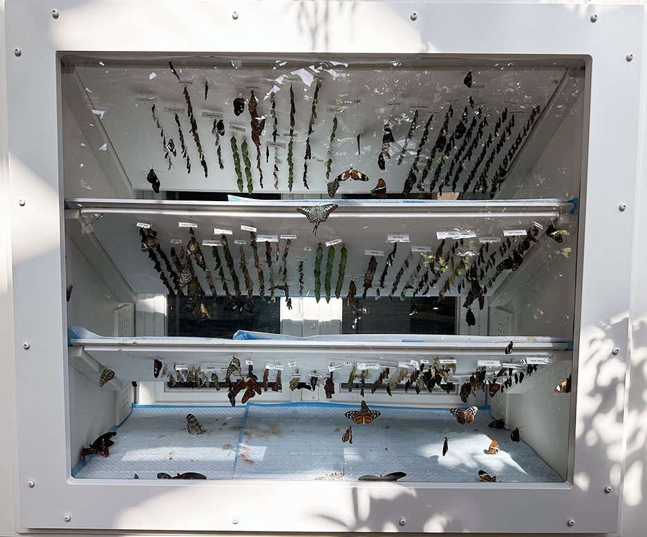 Butterfly Diary, 03282025&nbsp;edition