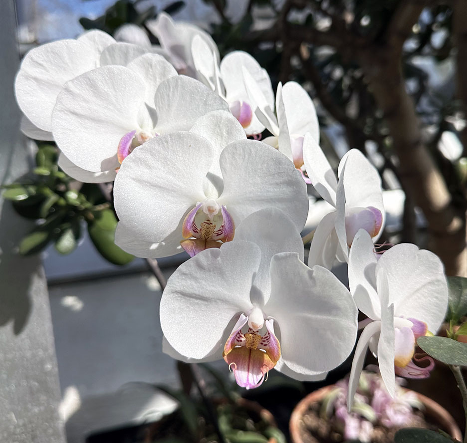 Plant Pic, 03302025&nbsp;edition