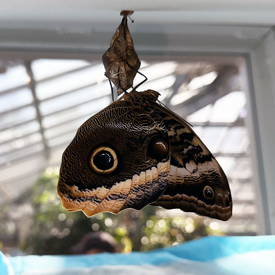 Butterfly Diary, 03272025&nbsp;edition