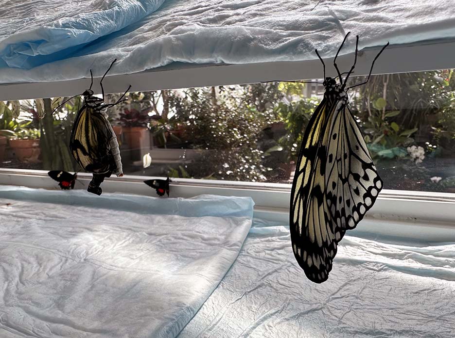 Butterfly Diary, 03182025&nbsp;edition