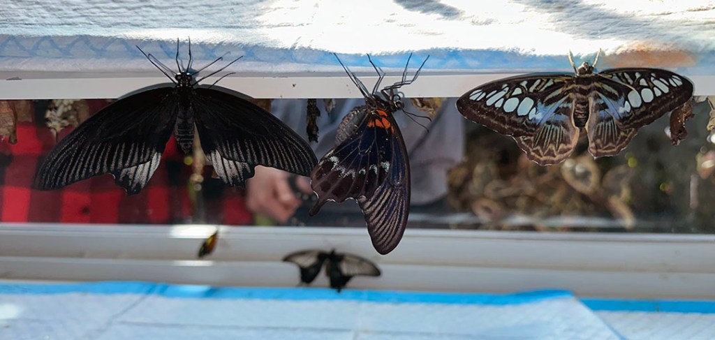 Butterfly Diary, 03302025&nbsp;edition