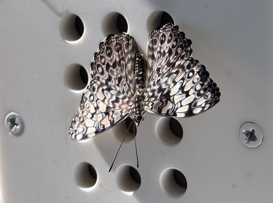 Butterfly Diary, 04022025&nbsp;edition