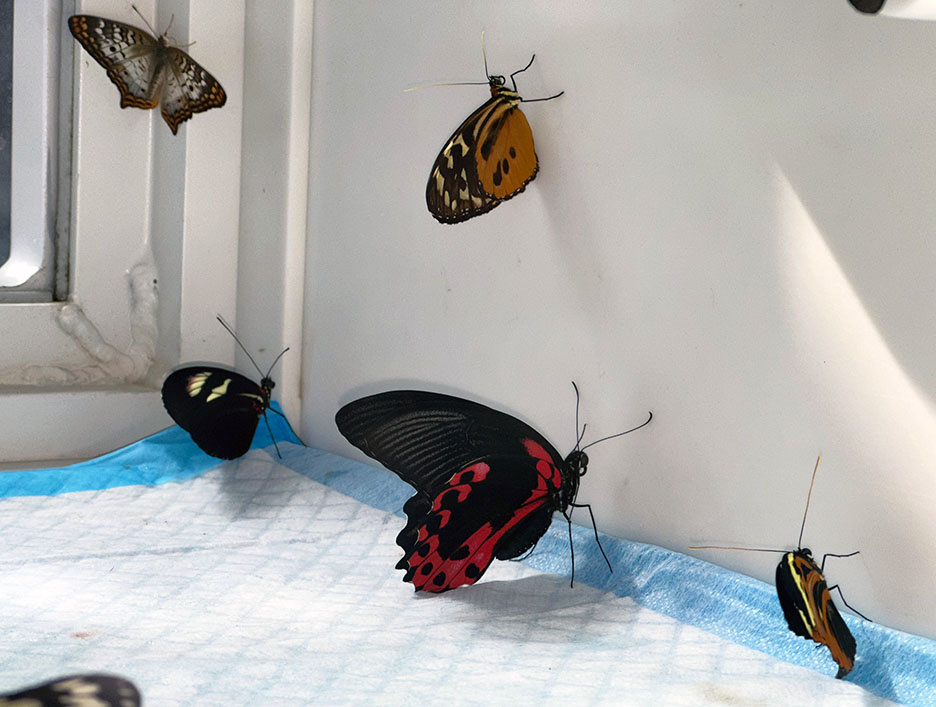 Butterfly Diary, 04012025&nbsp;edition