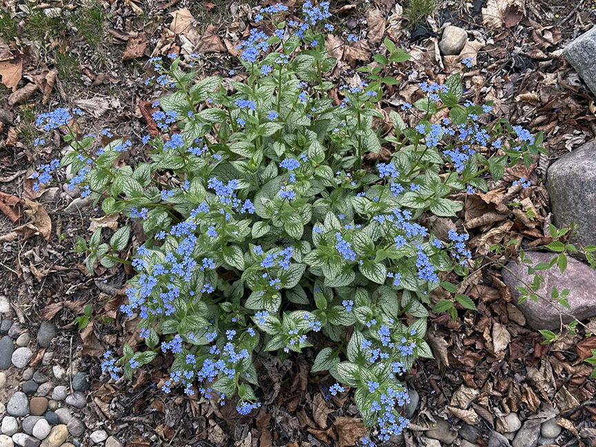 Plant Pic, 04292025&nbsp;edition