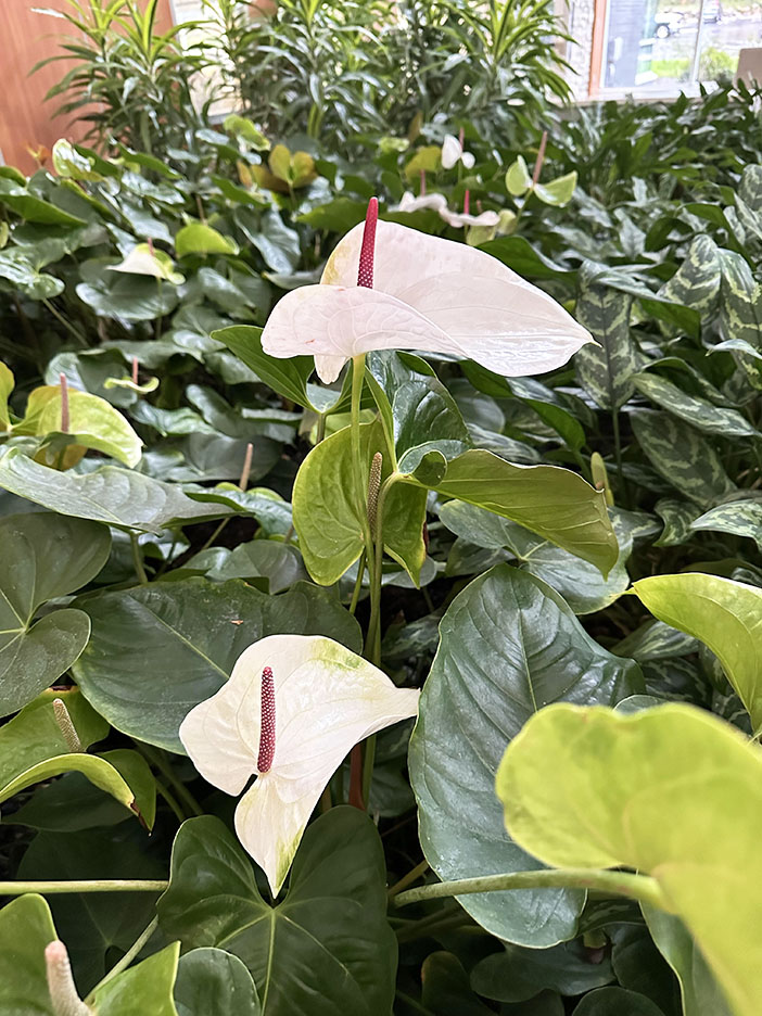 Plant Pic, 05012025&nbsp;edition