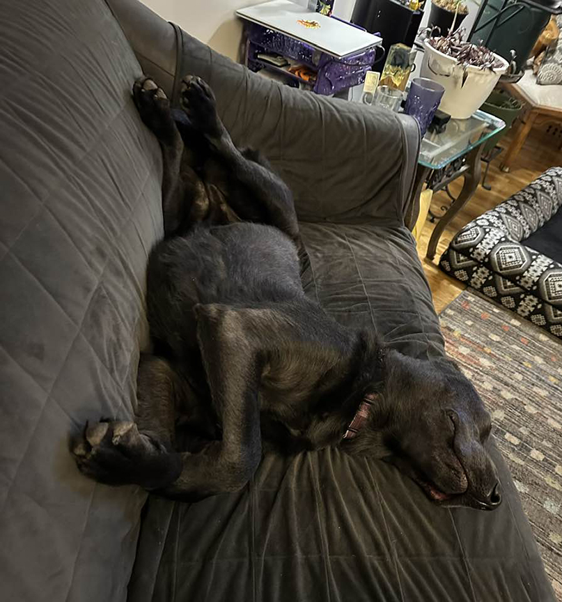 Pet Pic, 02262025&nbsp;edition