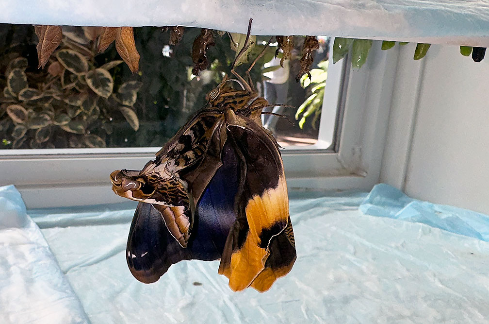 Butterfly Diary, 03232025&nbsp;edition