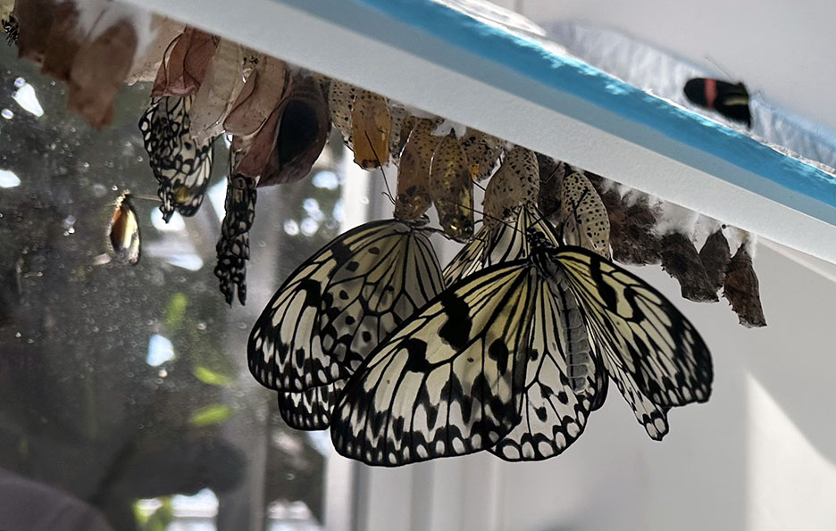 Butterfly Diary, 03302025&nbsp;edition