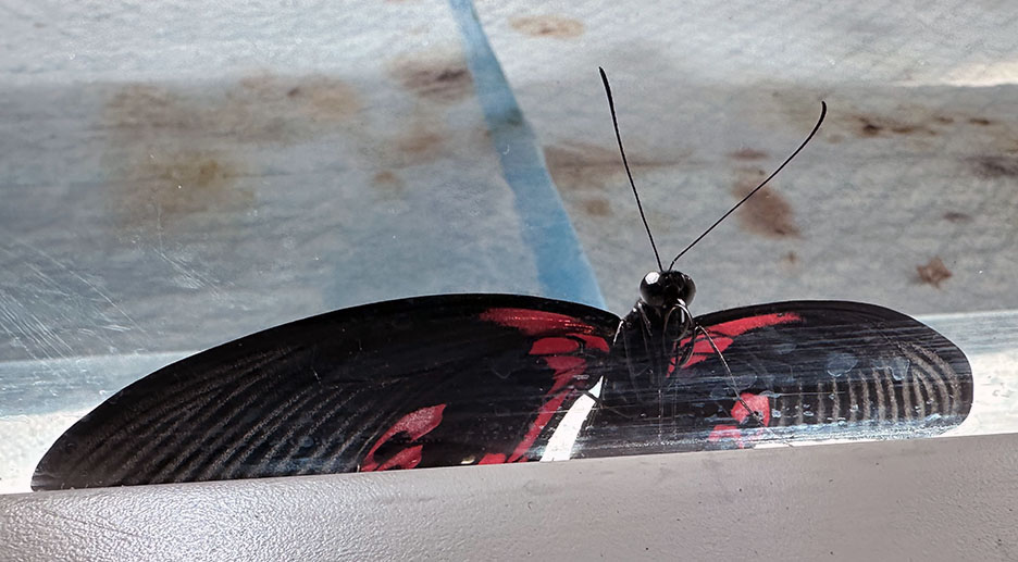 Butterfly Diary, 03312025&nbsp;edition