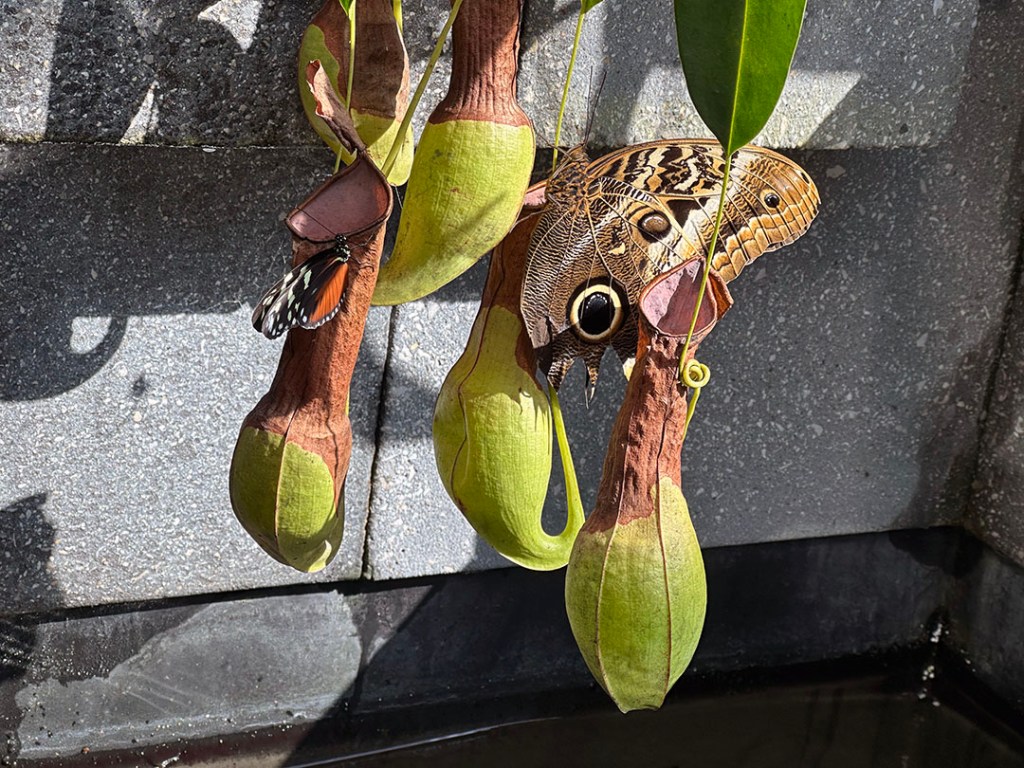 Plant Pic, 04052025&nbsp;edition