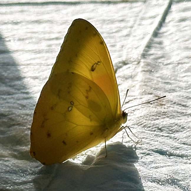 Butterfly Diary, 04062025&nbsp;edition